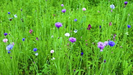 Bereich-Junggesellenknopf-Oder-Kornblumen