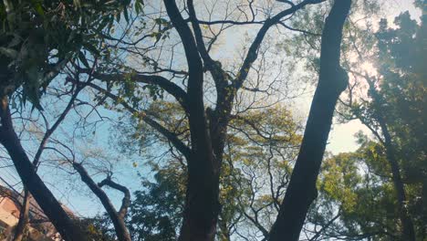y hojas en un árbol de buen tiempo