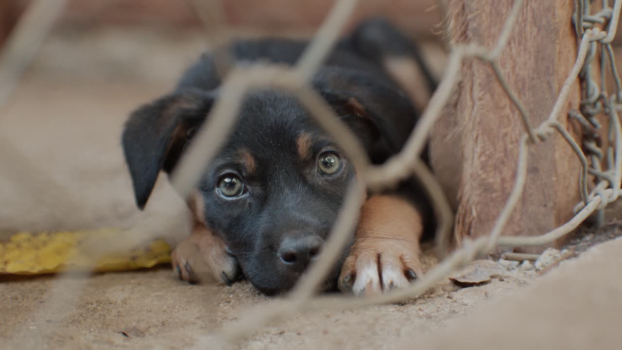 cachorrinho olhando com olhos grandes para a câmera, atrás de rede de metal
