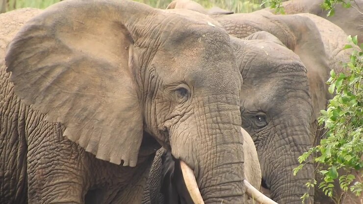 Grupo de Elefantes Africanos em Pé na Natureza