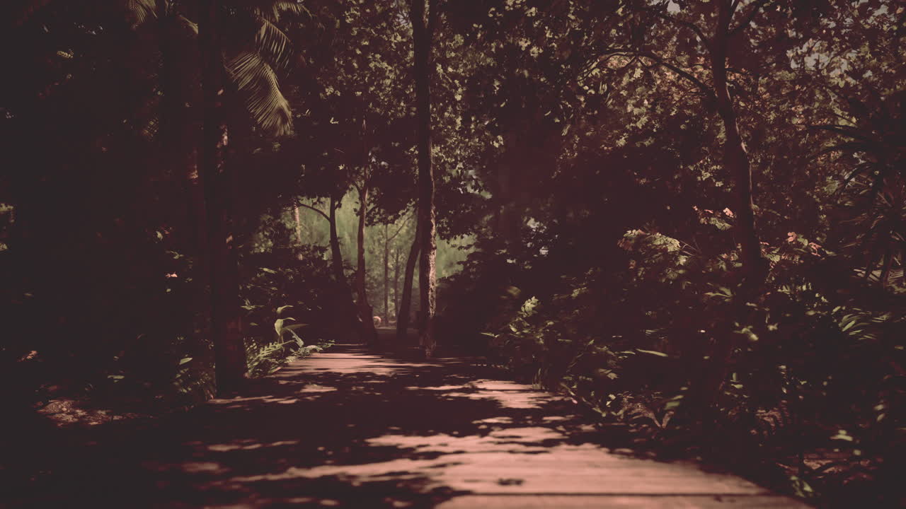 el misterioso camino de la jungla