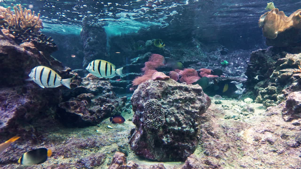 Colorful tropical fish swim around coral reefs in a calm underwater scene
