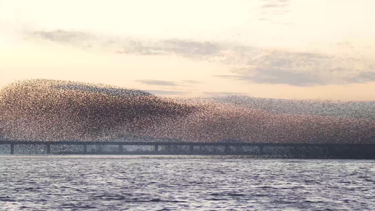 Birds migrating in South Korea during winter (3840x2160, 29.97fps) during sunset.
