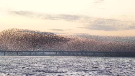 birds migrating in south korea during winter (3840x2160, 29.97fps) during sunset.