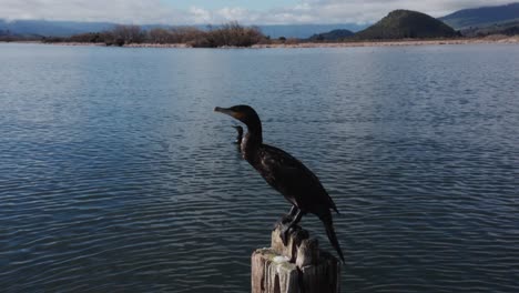 black shag standing on wooden post surrounded by water, looking around