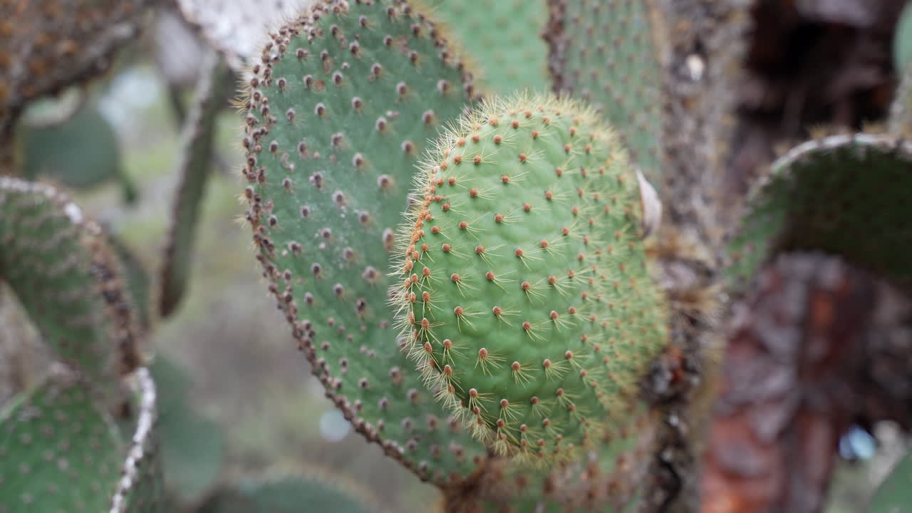 vista de cerca de opuntia galapageia, especies endémicas de cactus que se encuentran en galápagos