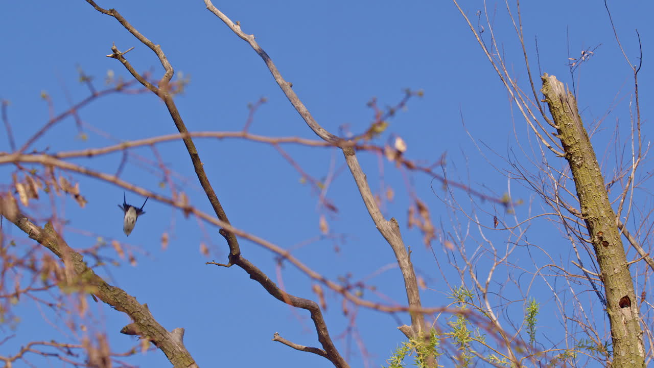 Purple martins perform sky dances in silky slow motion.