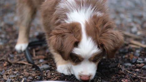 a red merle miniature american shepherd is digging in the forest facing the camera