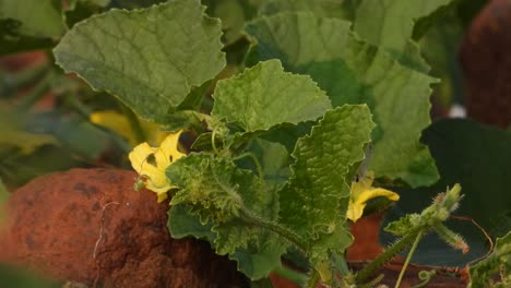 Yellow-flowers---food---leaf-