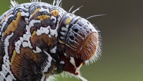 close-up of a caterpillar