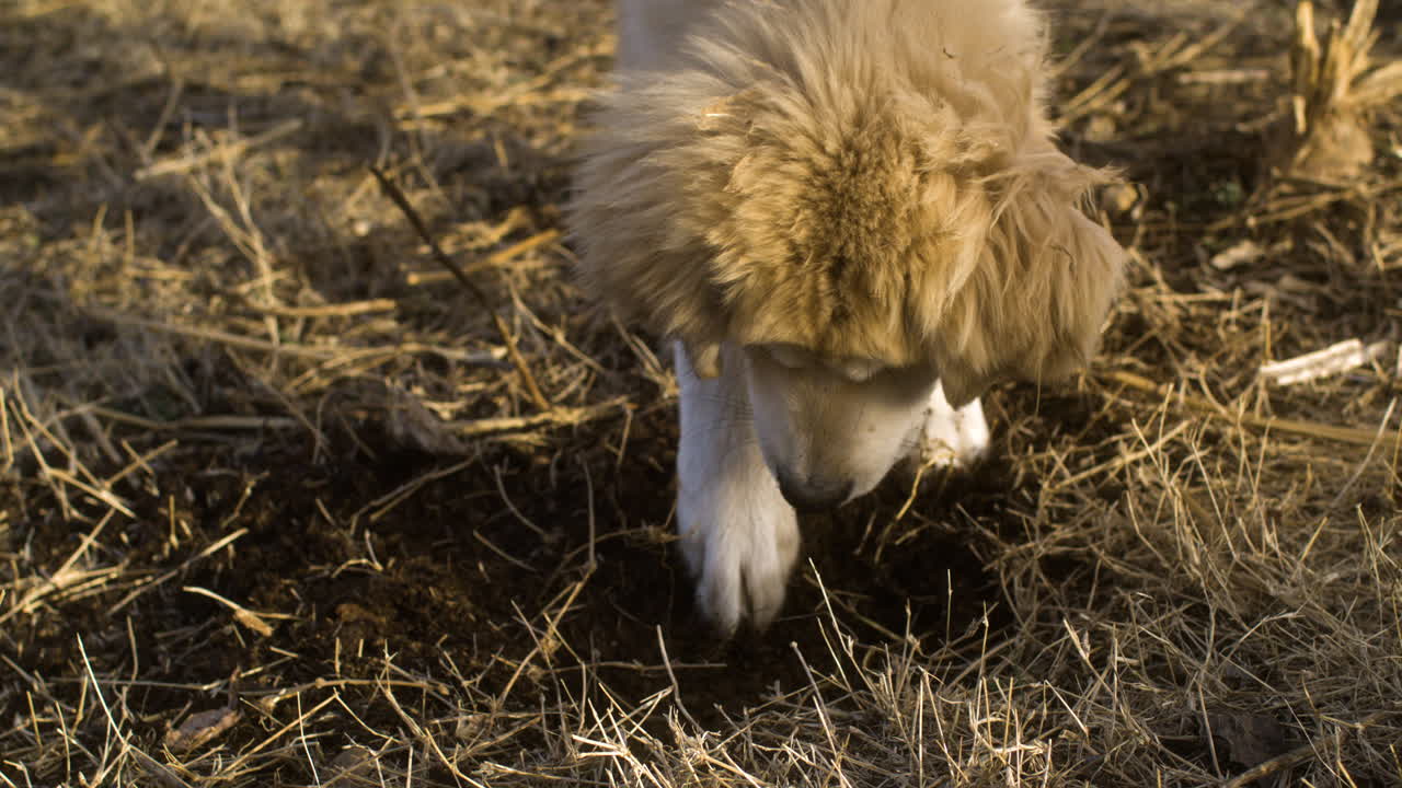 잔디 에서 발로 파고 있는 장난스러운 개의 높은 각도 클로즈업, 골든 아워