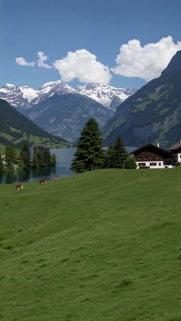 a serene landscape video captures a wide-angle view of lush green hills, grazing cows, a tranquil