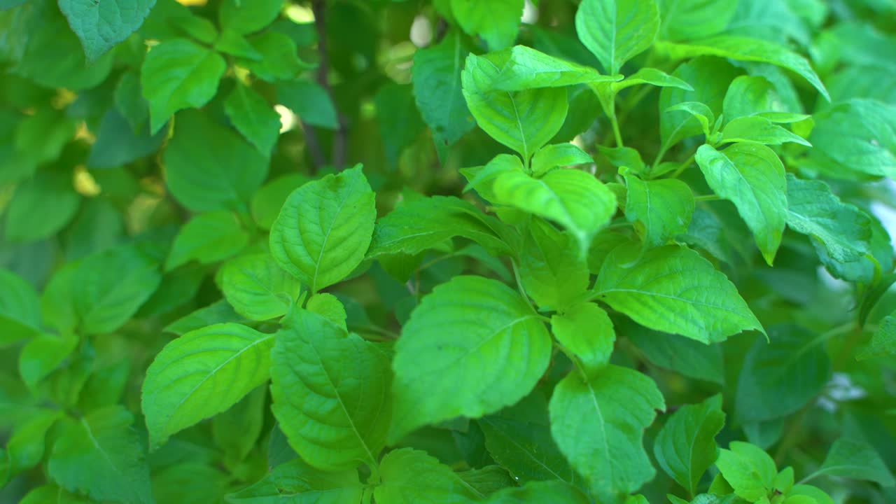 el jugo de hoja de ram tulsi es una medicina ayurvédica muy útil para el resfriado y la tos.