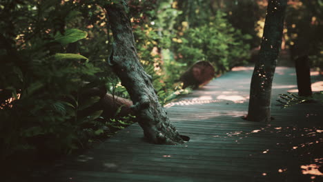 Wooden-path-track-from-planks-in-forest-park