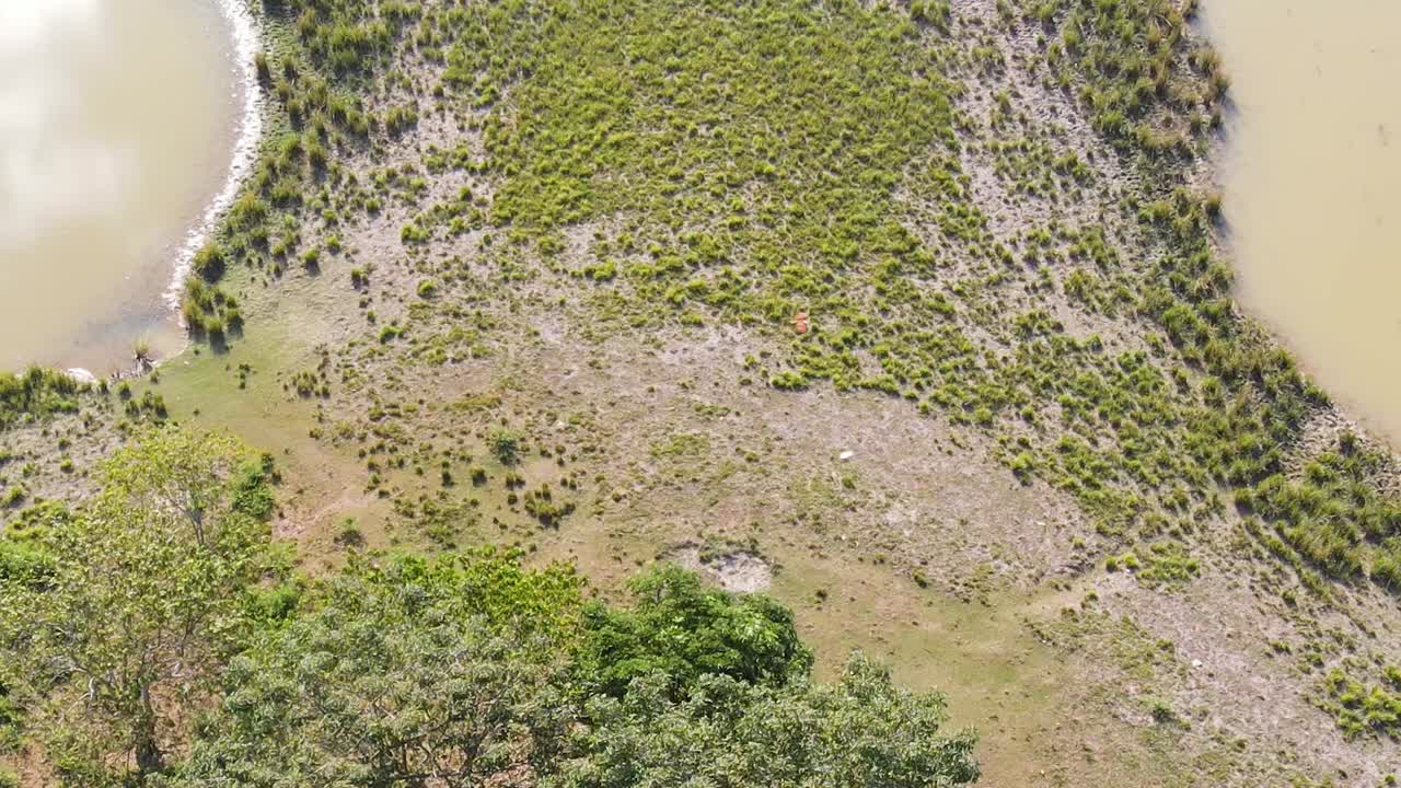 toma aérea de águilas volando sobre pantanos, bangladesh