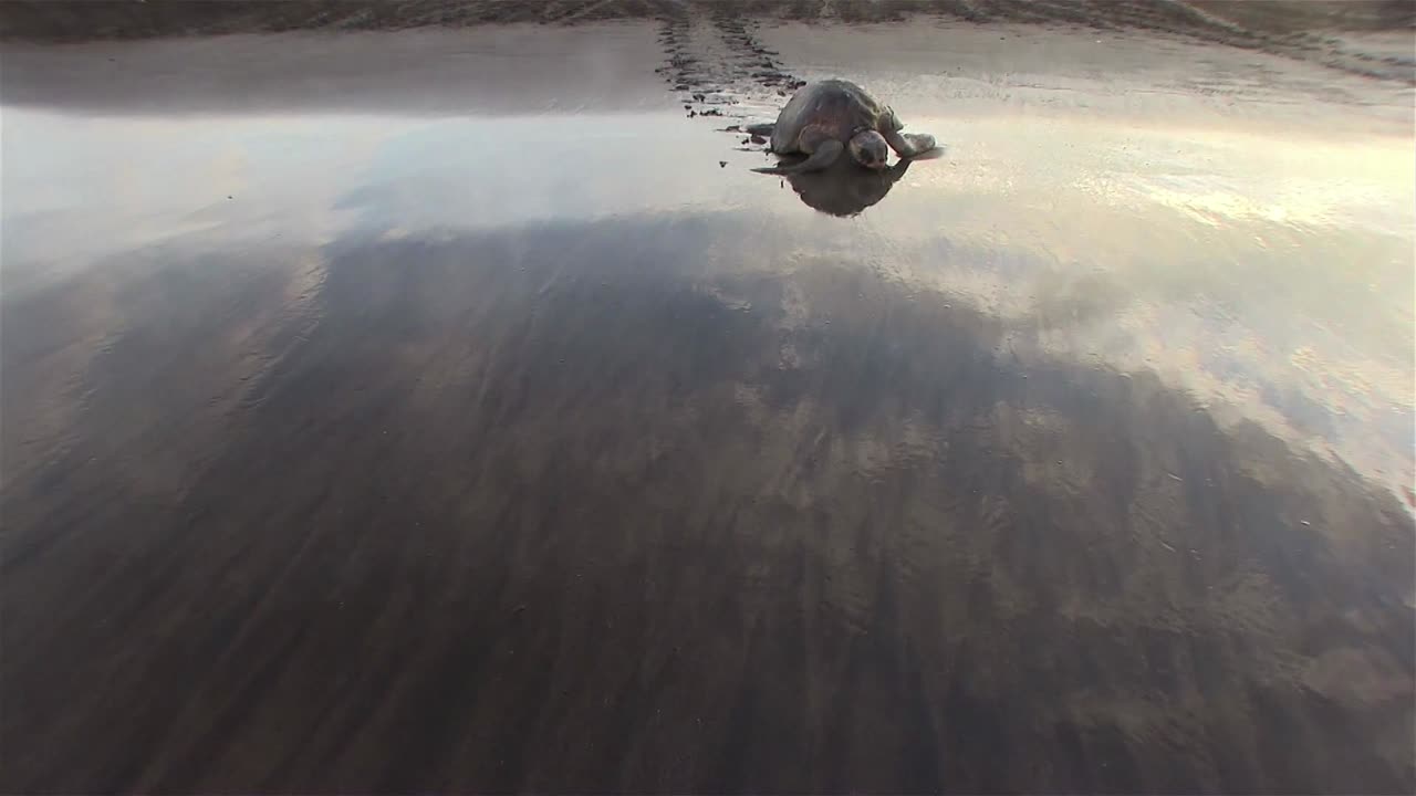 알을 낳기 위해 아름다운 해변을 기어오르는 올리브 리들리 바다거북