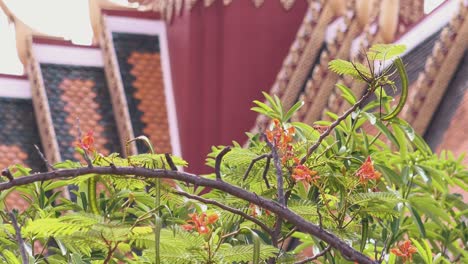 Bush-in-the-Wind-at-Pagoda