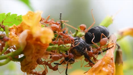 Hormigas-Rojas-Comiendo-Una-Abeja-Viva-Mientras-Recolectaba-Néctar-De-Estas-Flores-Amarillas