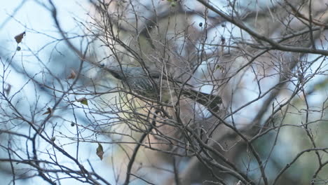 Bulbul-De-Orejas-Marrones-Recoge-Y-Traga-Fruta-Del-árbol-Sin-Hojas-En-Tokio,-Japón