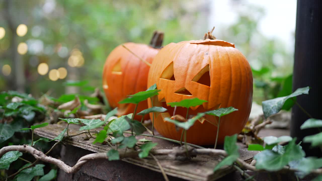 Two beautiful carved pumpkins sit in a green garden surrounded with plants in daylight on Halloween, scary faces, spooky, festive charming decoration