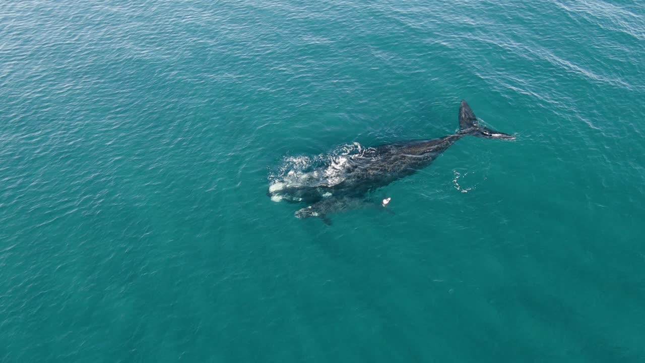 잔잔한 바다에서 큰 엄마 옆에서 숨쉬는 아기 고래 - 넓은 공중 촬영 슬로모션