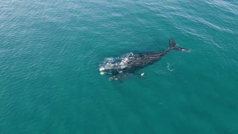 baby whale breathing next to the big mother on calm waters - wide aerial shot slowmotion