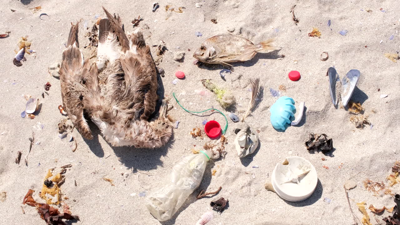 Plastic pollution and human trash next to dead seagull and fish remains on beach