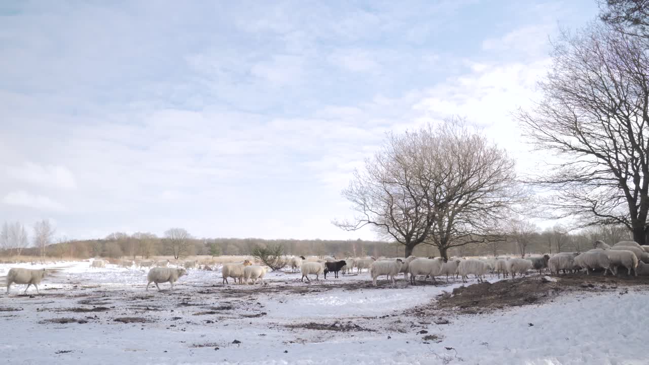 ovejas en un campo nevado