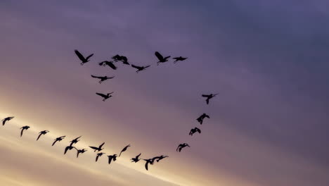 flock of birds silhouetted against a colorful sunset sky