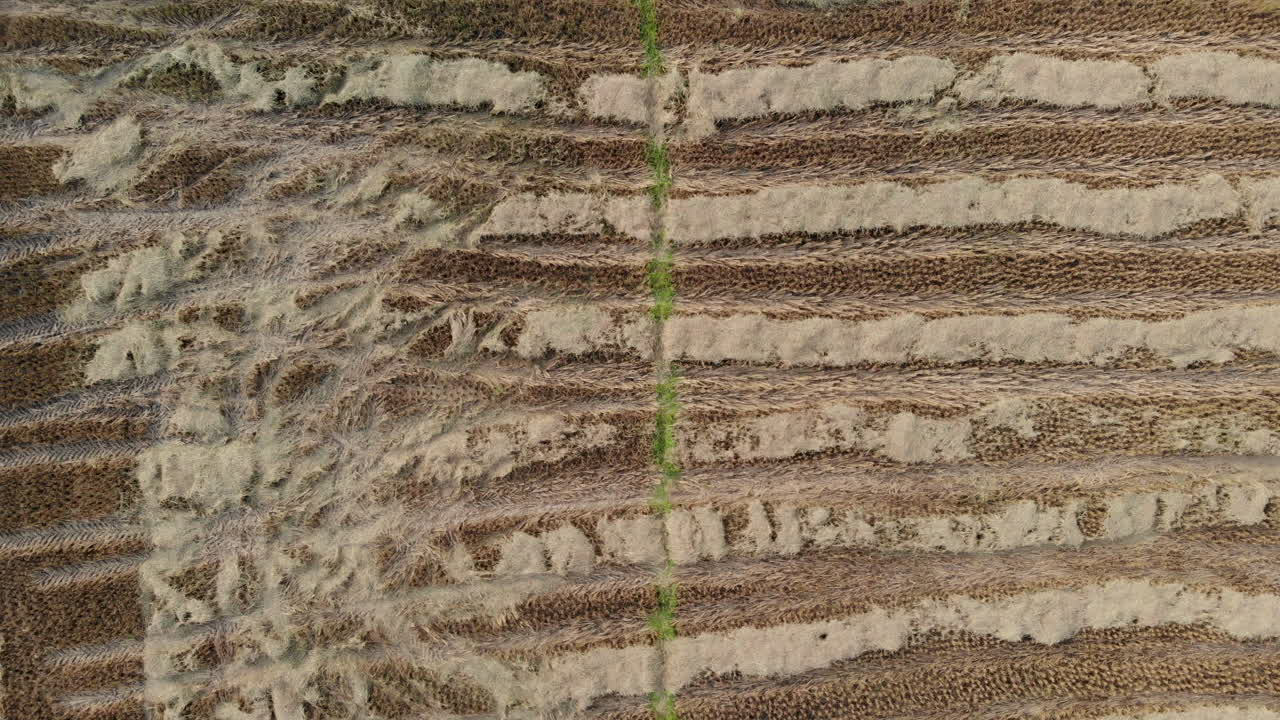 imágenes aéreas del campo de trigo recién cosechado en las tierras planas de nepal