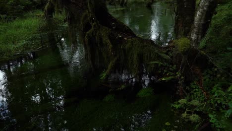 FPV-from-the-dark-fern-covered-ground-panning-up-to-the-rainforest-canopy