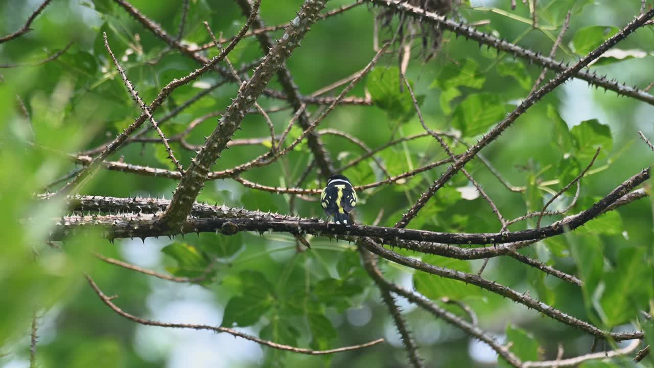 salta rápidamente revelando su espalda y luego vuela hacia su nido, black-and-yellow broadbill eurylaimus ochromalus, tailandia