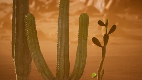 puesta de sol en el desierto de arizona con un cactus saguaro gigante