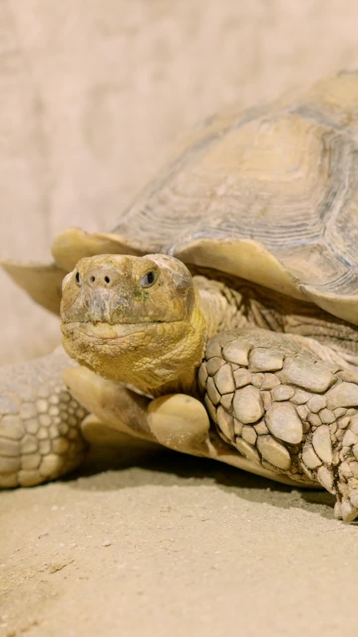 Two african spurred tortoises resting on sand in enclosure