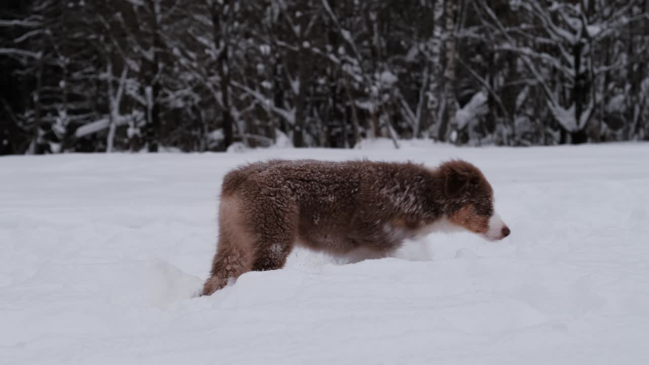 오시가 눈 속에서 고 세계를 탐험합니다. 성인 독일 목자가 뒤에서 지나갑니다.