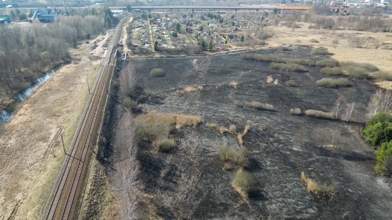 Rigenerazione di un campo bruciato all'inizio della primavera