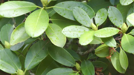 cerca de las hojas de un árbol con algunas gotas de lluvia en ellos