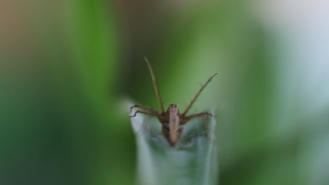 Spinne-Auf-Dem-Blatt-Der-Pflanze