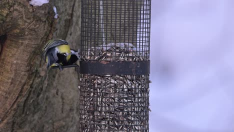 great tit hangs on netting sunflower feeder eating seeds in winter, closeup slow motion handheld clip