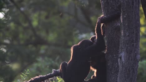 Two-monkeys-playing-with-each-other,-chimpanzee,-warm-and-sunny-day,-nature-and-jungle