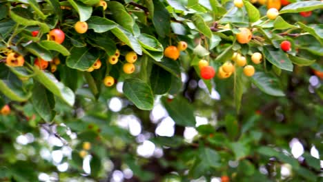 cherry like fruit tree christmas vibe spring colors