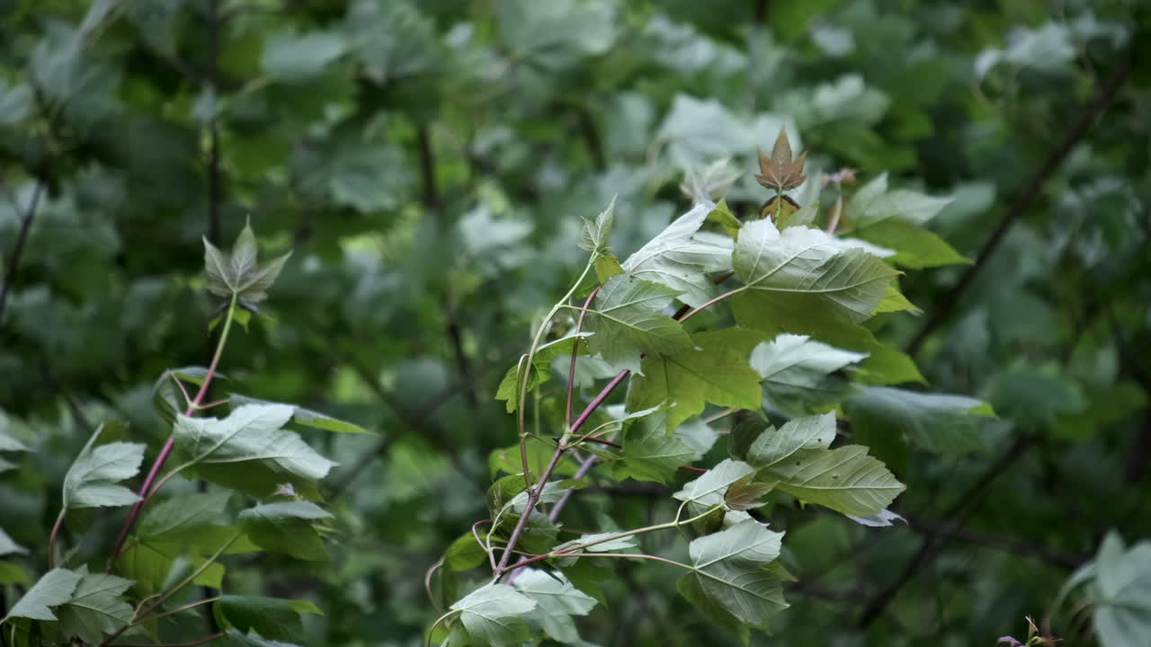 un viento de primavera fuera de temporada enérgico que sopla a través de los árboles en el bosque en inglaterra, reino unido
