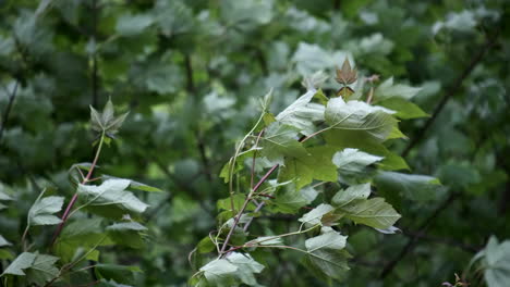 un viento de primavera fuera de temporada enérgico que sopla a través de los árboles en el bosque en inglaterra, reino unido