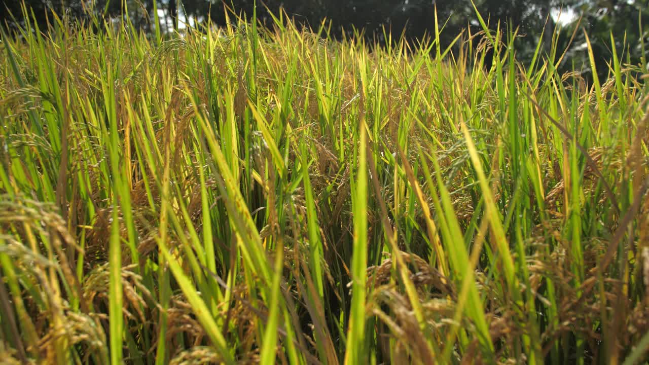 close up of grass path between Paddy fields in the Tegalalang Rice terraces during sunny day, Ubud Bali, Indonesia
