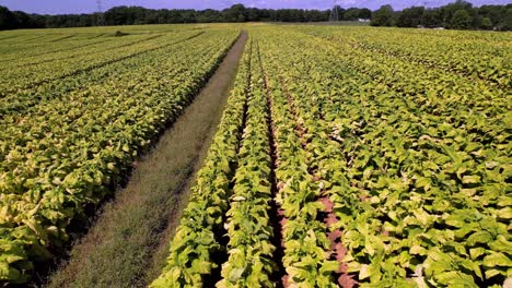 amarillos de tabaco en campos de arcilla roja cerca de la hora de la cosecha aérea