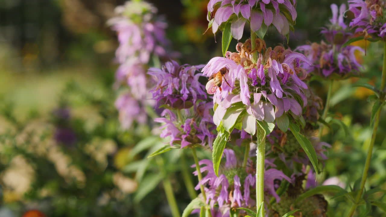 abejas de miel en flores silvestres nativas de las colinas de texas, flores de menta de caballo púrpura, cámara lenta