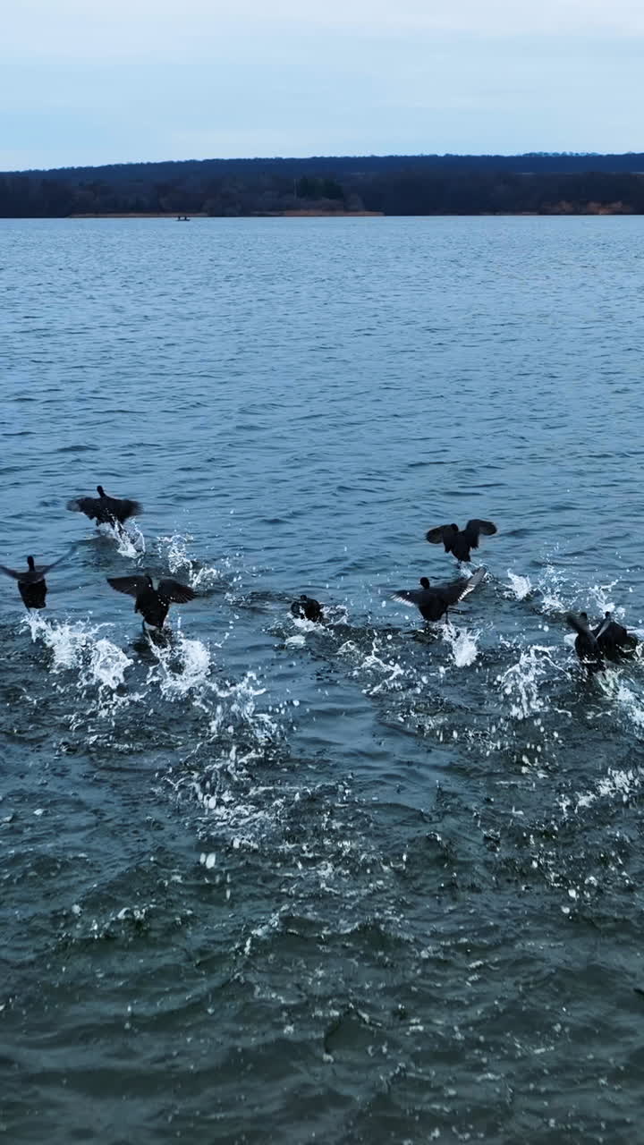 Black birds rising together into the air. Drone shot following the ducks. White splashes of water appearing on the surface. Vertical video