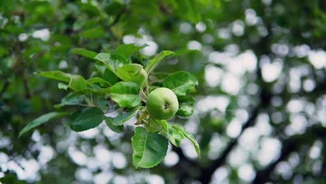 apple tree branch with green raw apple, summer season