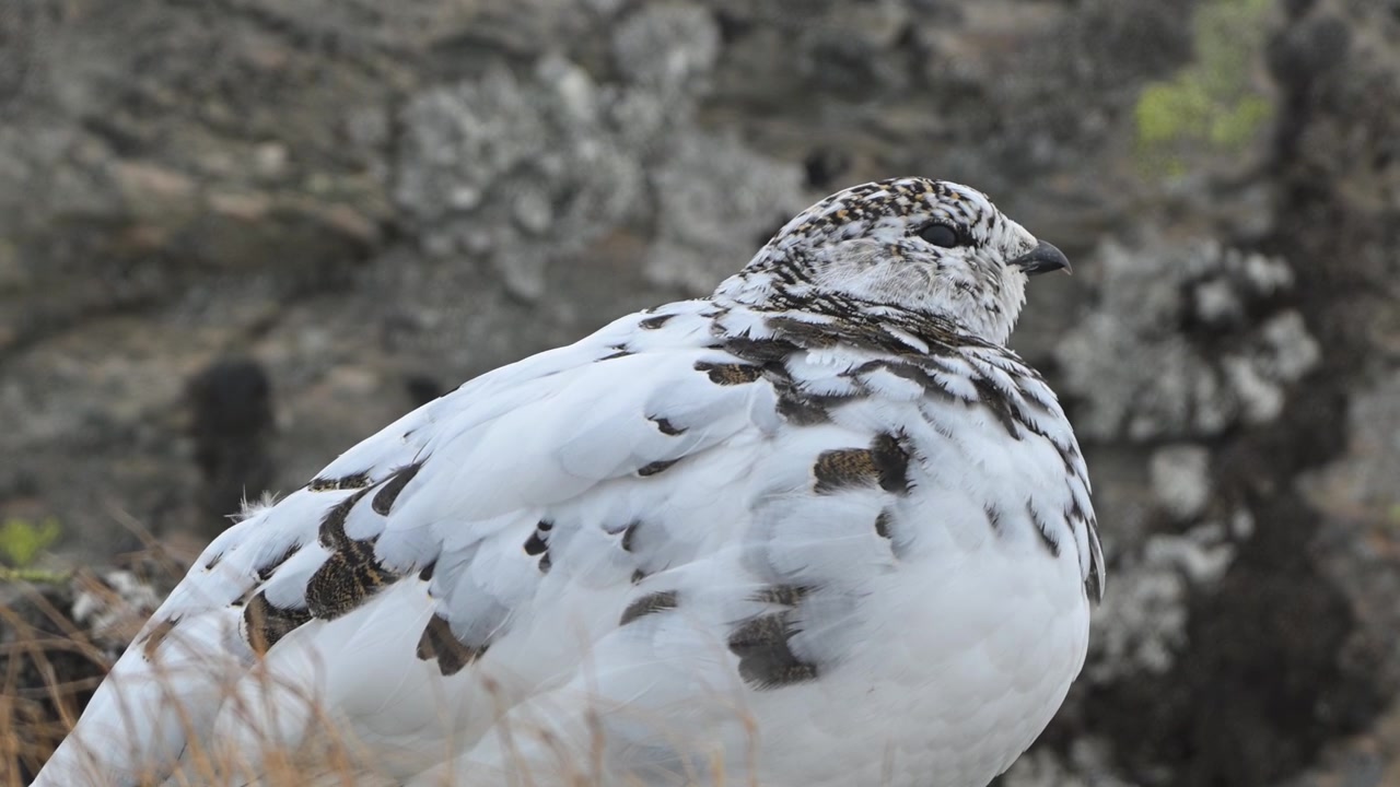 Pernice bianca femmina con piumaggio invernale, immobile contro un masso negli altipiani della Norvegia