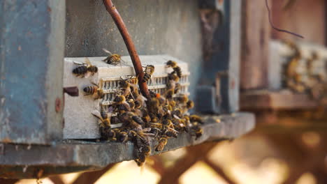 Abejas-Estáticas-Que-Ingresan-A-Una-Colmena-De-Madera-Casera-A-Través-Del-Reductor-De-Entrada